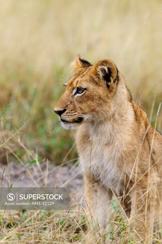 Lion (Panthera leo) cub. Timbavati Game Reserve. Limpopo Province. South Africa