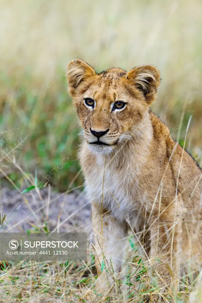 Lion (Panthera leo) cub. Timbavati Game Reserve. Limpopo Province. South Africa