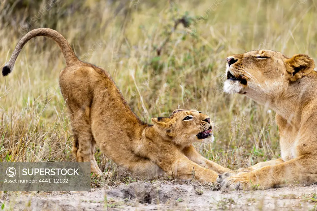 Lion (Panthera leo) female roaring and cub. Timbavati Game Reserve. Limpopo Province. South Africa