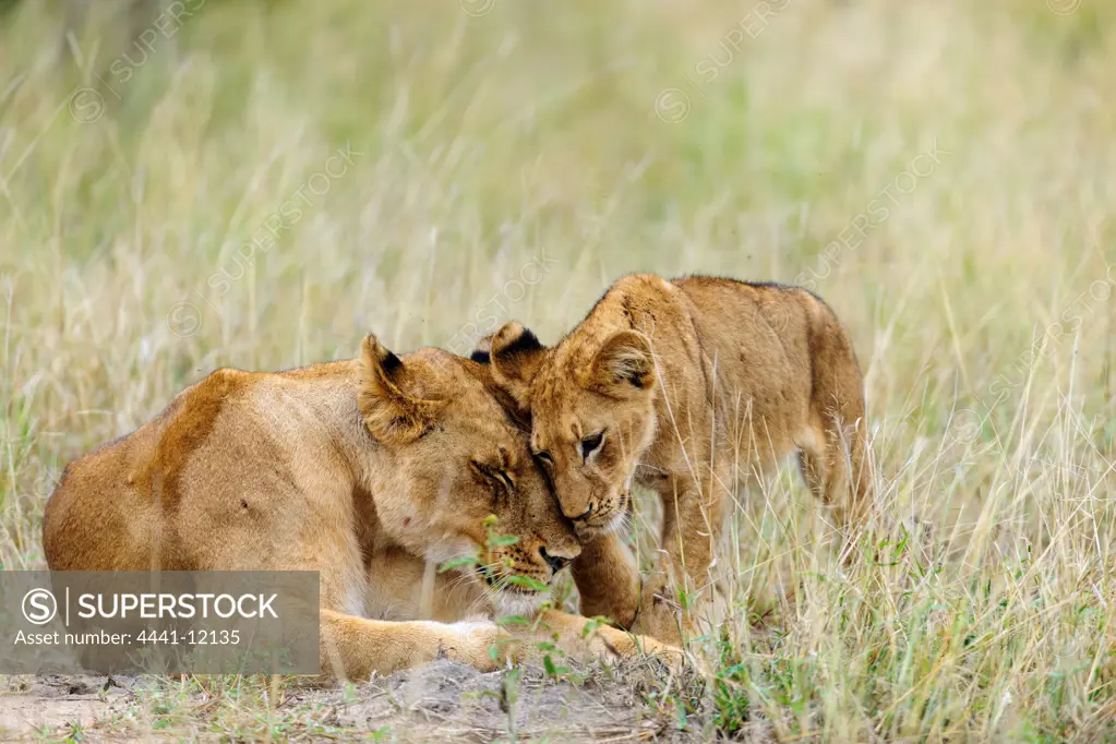 Lion (Panthera leo) female and cub rubbing heads in typical greeting. Timbavati Game Reserve. Limpopo Province. South Africa