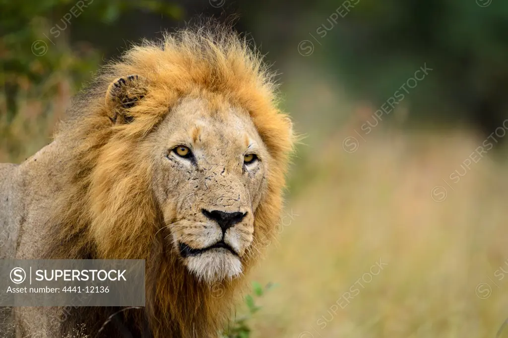 Lion (Panthera leo). Timbavati Game Reserve. Limpopo Province. South Africa