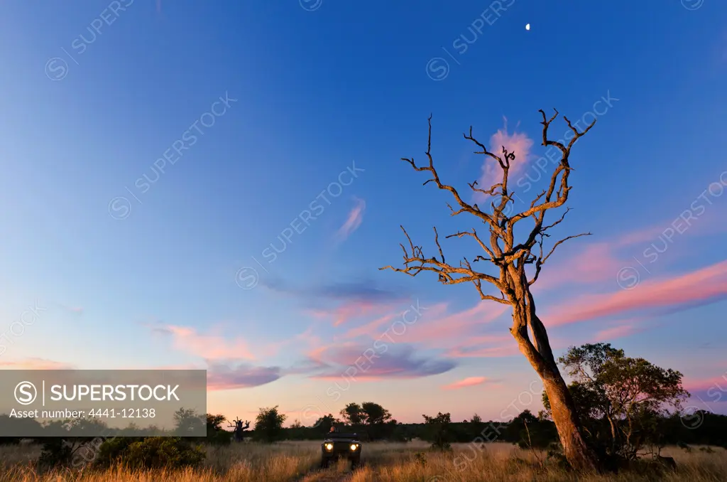 Sunset scene close to where the first white lions we seen by Chris McBride in 1975. Timbavati Game Reserve. Limpopo Province. South Africa