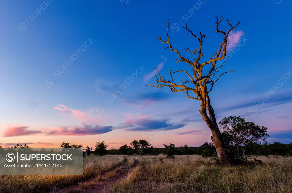 Sunset scene close to where the first white lions we seen by Chris McBride in 1975. Timbavati Game Reserve. Limpopo Province. South Africa