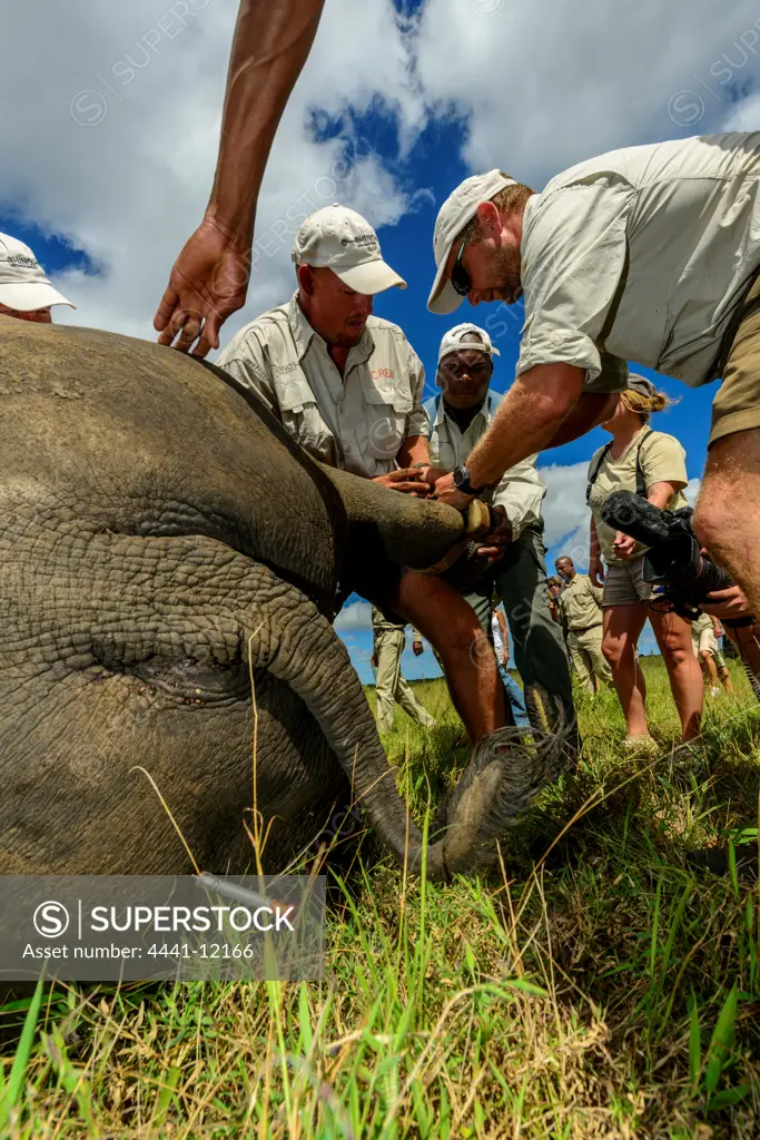Fitting a leg tracking collar to a White rhinoceros (rhino) or square-lipped rhinoceros (Ceratotherium simum) capture. Phinda / Munyawana / Zuka Game Reserve.  KwaZulu Natal. South Africa