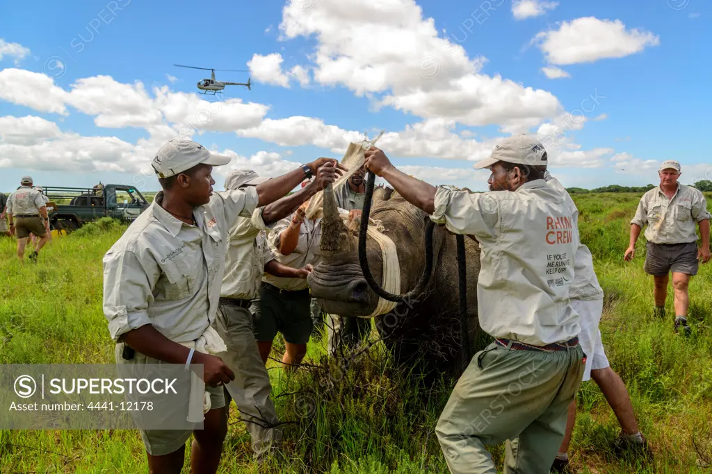 White rhinoceros (rhino) or square-lipped rhinoceros (Ceratotherium simum) capture. Phinda / Munyawana / Zuka Game Reserve.  KwaZulu Natal. South Africa