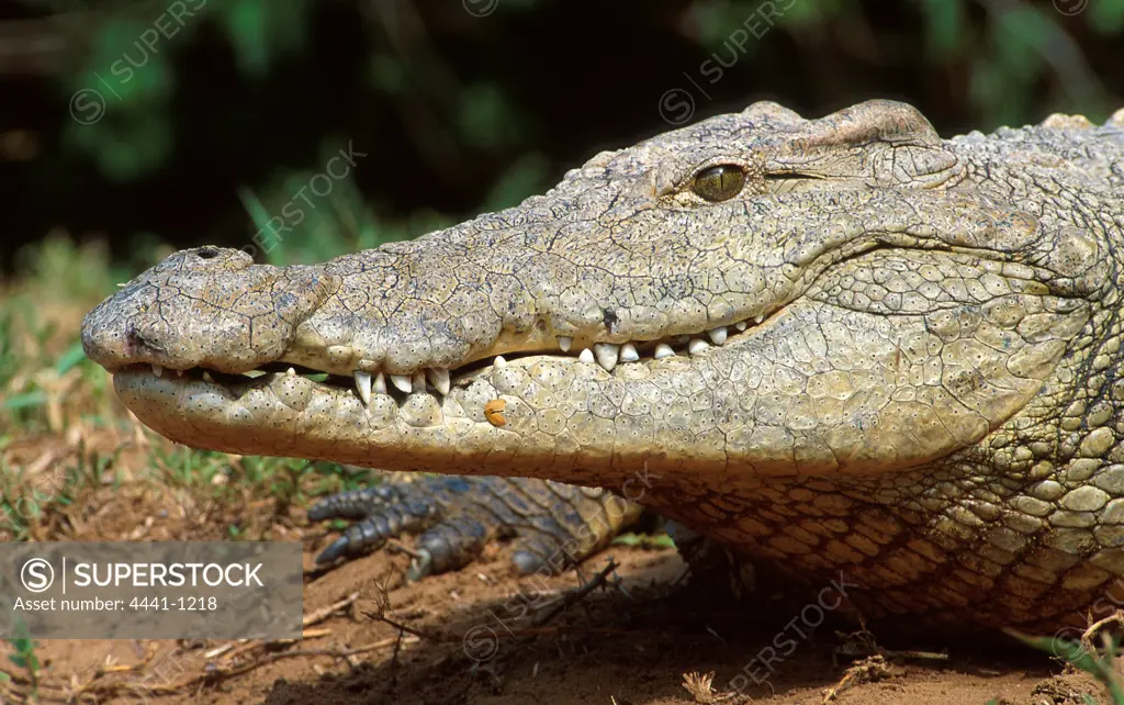 Nile crocodile portrait. Greater St Lucia Wetland Park. KwaZulu-Natal. South Africa.