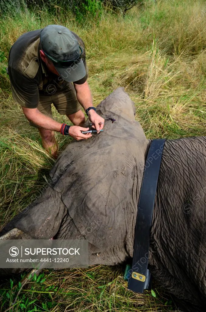 African Elephant (Loxodonta africana) capture for the purposes of fitting a tracking collar. Phinda / Munyawana / Zuka Game Reserve.  KwaZulu Natal. South Africa
