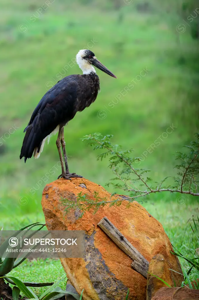 Woolly-necked Stork, Bishop Stork or White-necked Stork (Ciconia episcopus). Howick. KwaZulu Natal. South Africa