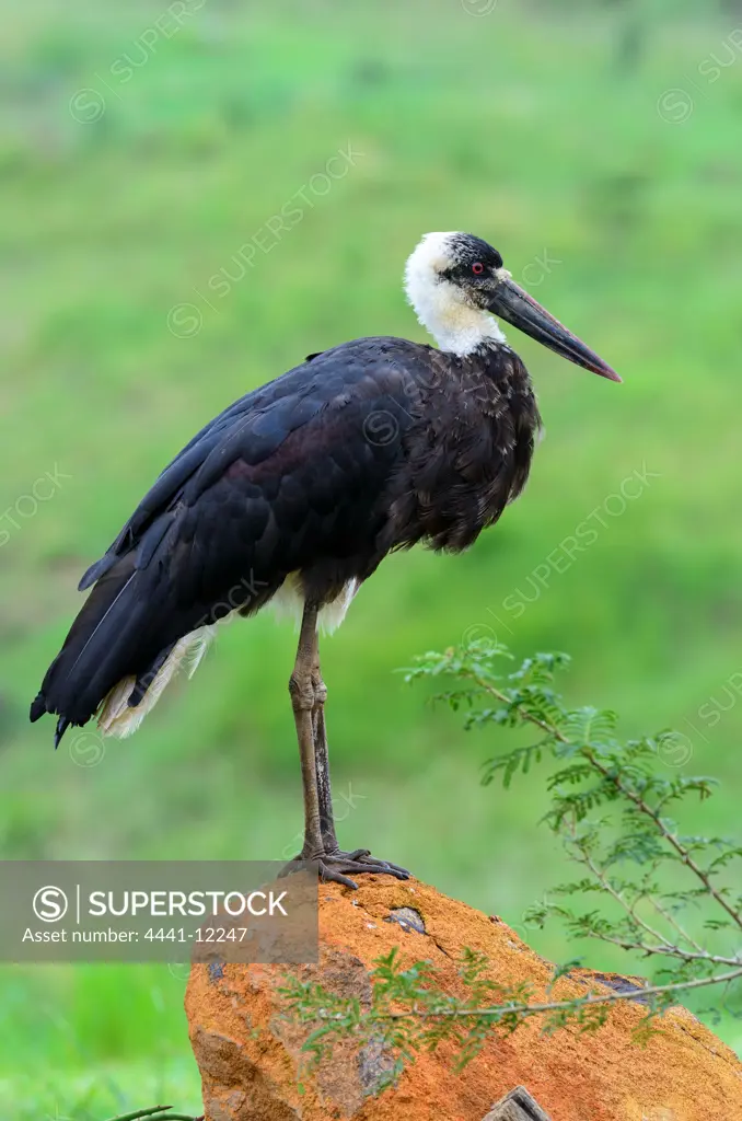 Woolly-necked Stork, Bishop Stork or White-necked Stork (Ciconia episcopus). Howick. KwaZulu Natal. South Africa