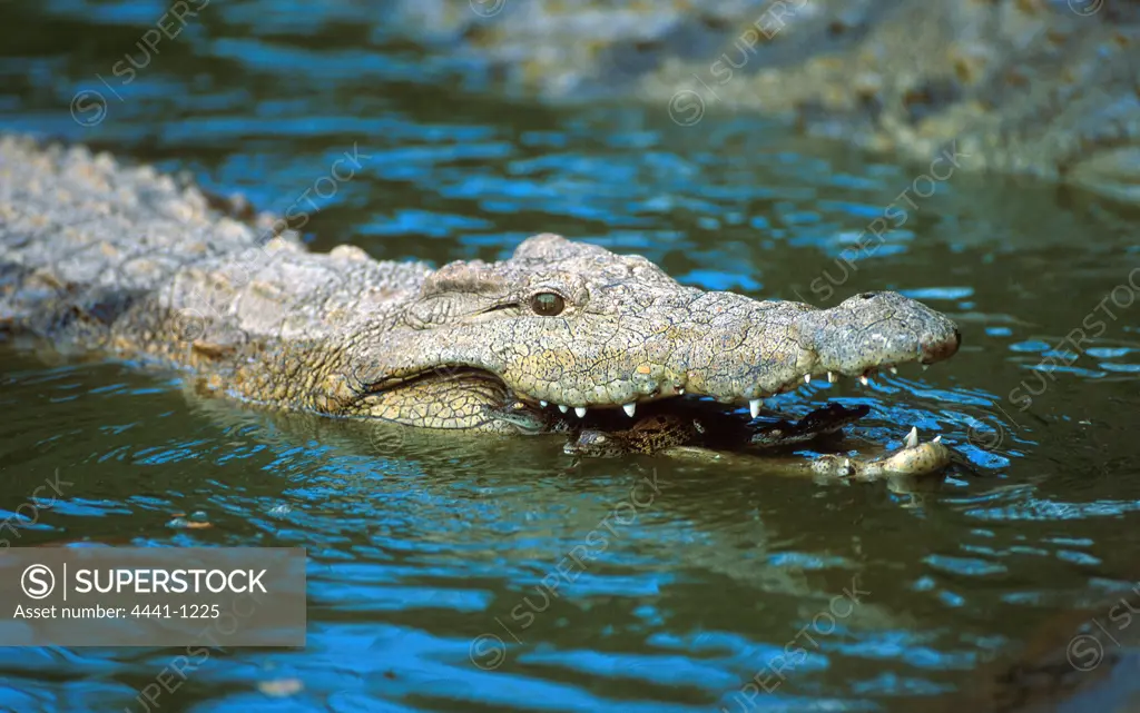 Nile Crocodile releasing its young into the water. Greater St Lucia Wetland Park. KwaZulu-Natal. South Africa.