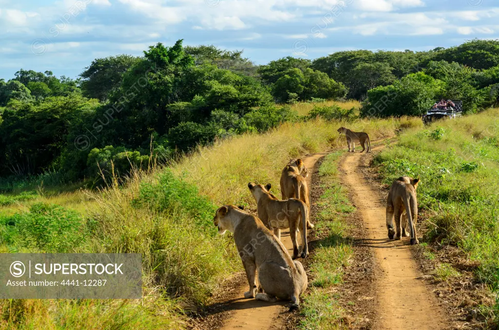 Guests on game Drive viewing Lion (Panthera leo)Phinda / Munyawana / Zuka Game Reserve.  KwaZulu Natal. South Africa