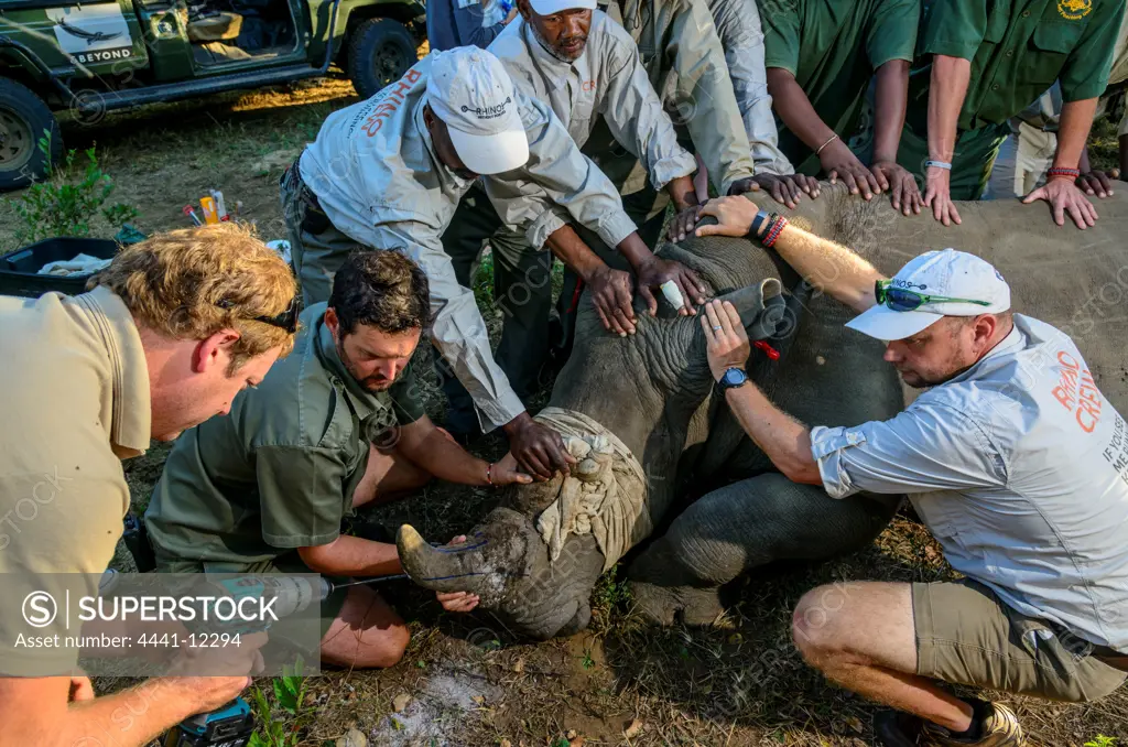 Installing tracking transmitters (telemetry) in the horn of a White Rhinoceros or Square-lipped Rhino (Ceratotherium simum). Phinda / Munyawana / Zuka Game Reserve.  KwaZulu Natal. South Africa
