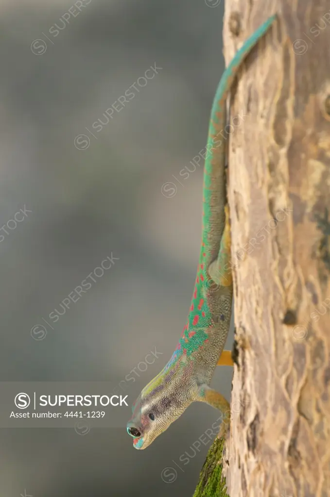 Forest Day Gecko. Ile aux Aigrettes.  Mauritius