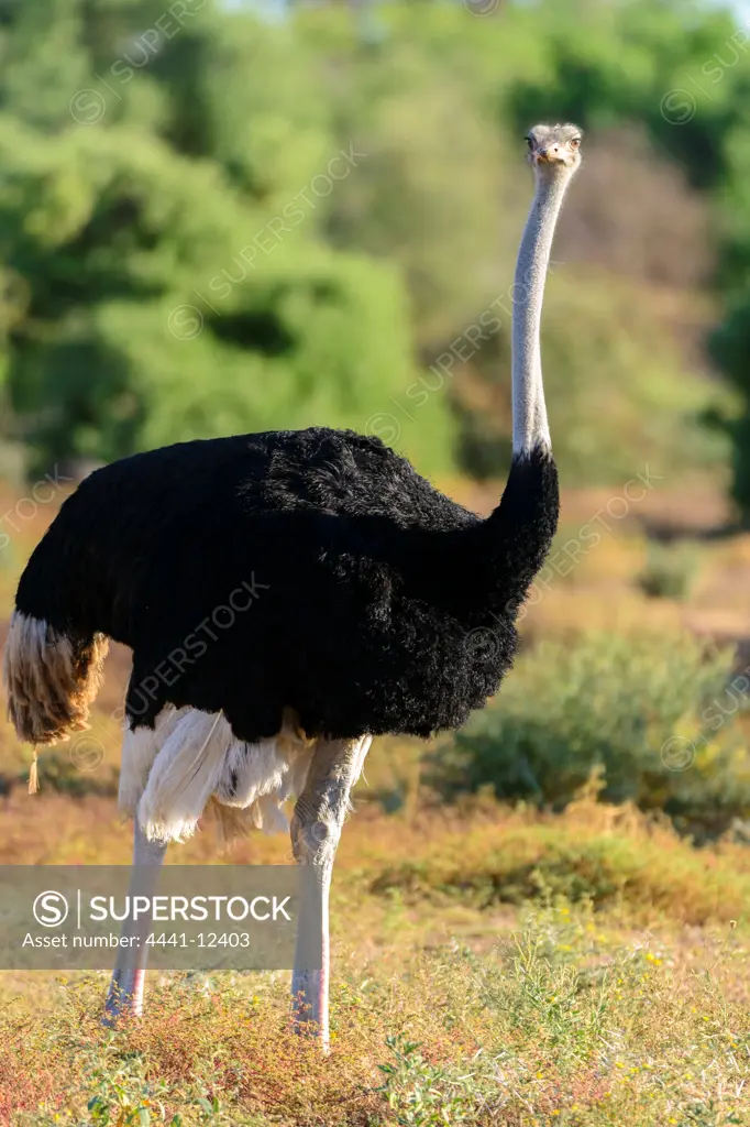 Ostrich (Struthio camelus) male. Mashatu Game Reserve. Northern Tuli Game Reserve.  Botswana