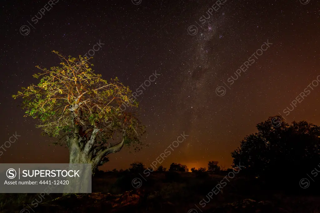 Baobab, Kremetart, Kuka, Seboi, Mowana, Shimuwu or Muvhuyu (Adansonia digitata) at night with the Milky Way. Mashatu Game Reserve. Northern Tuli Game Reserve.  Botswana