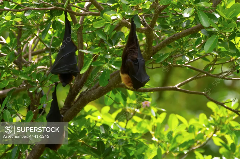 Rodrigues Fruit Bat (Pteropus rodricensis) hanging in tree. Rodrigues Island