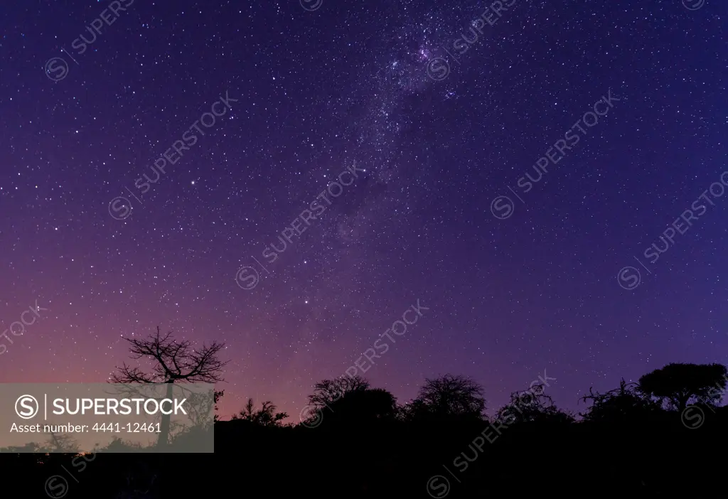 Baobab, Kremetart, Kuka, Seboi, Mowana, Shimuwu or Muvhuyu (Adansonia digitata) at night with the Milky Way. Mashatu Game Reserve. Northern Tuli Game Reserve.  Botswana
