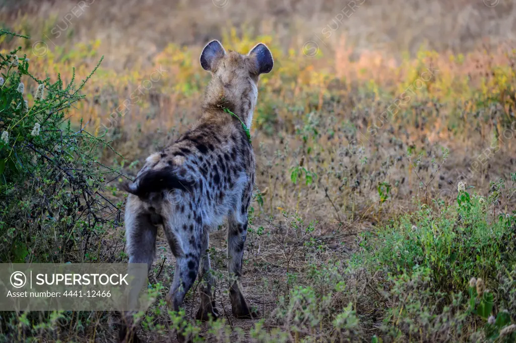 Spotted hyena (Crocuta crocuta), or laughing hyena. Mashatu Game Reserve. Northern Tuli Game Reserve.  Botswana