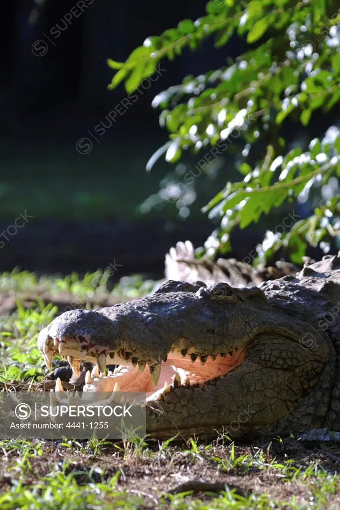 Nile Crocodile with mouth open to regulate its body temperature. Greater St Lucia Wetland Park. KwaZulu-Natal. South Africa