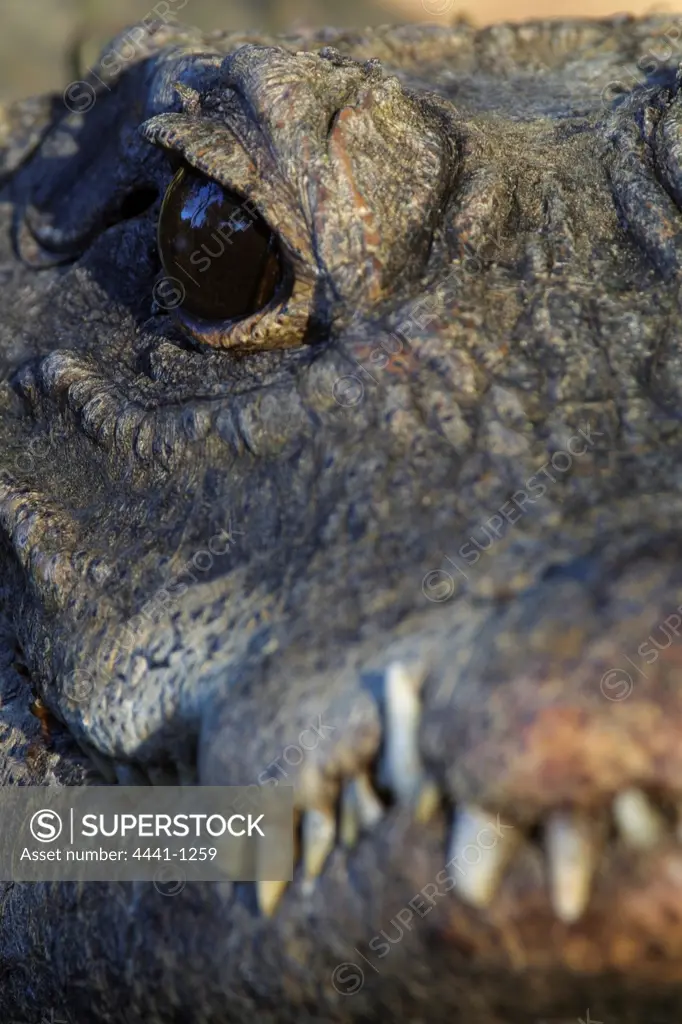 African Dwarf Crocodile. Greater St Lucia Wetland Park. KwaZulu-Natal. South Africa