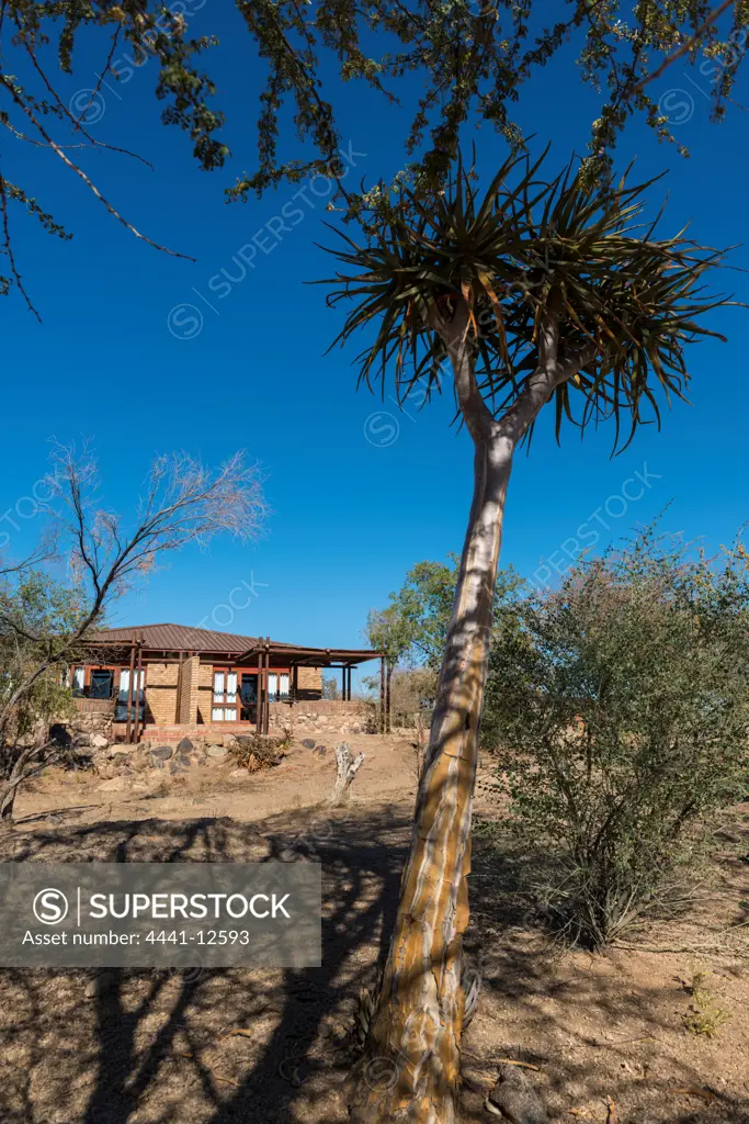 Quiver tree or kokerboom (Aloe dichotoma) and accommodation units (chalets) at Augrabies National Park. Northern Cape. South Africa.
