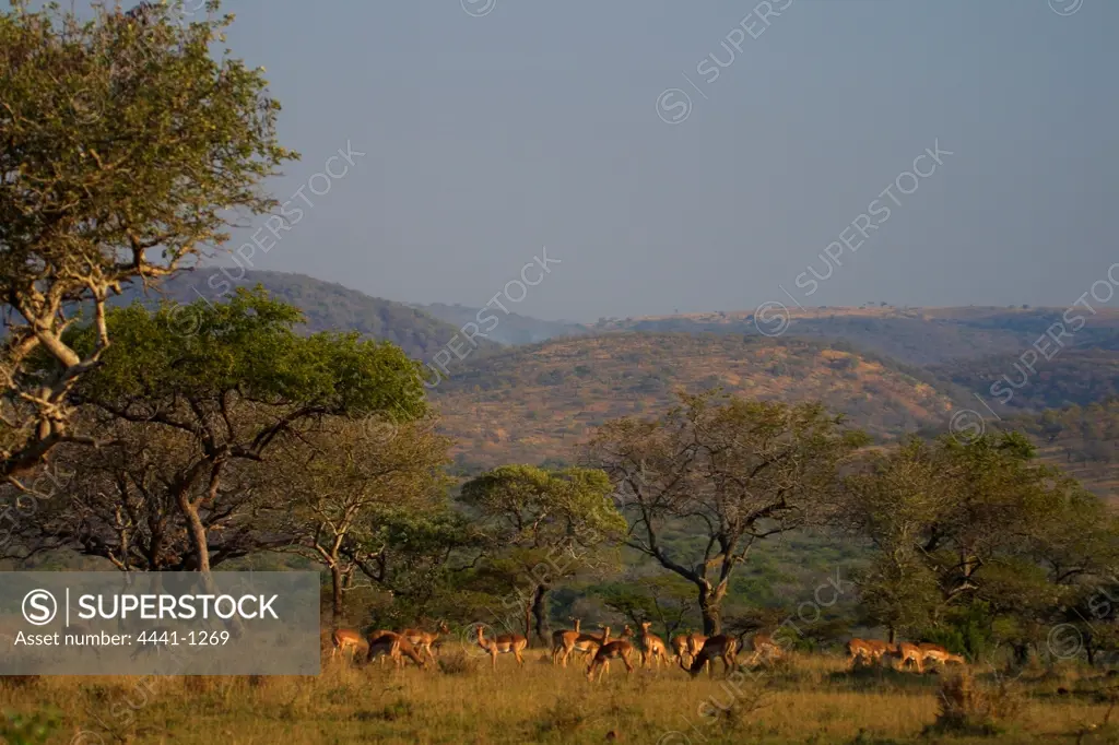 Impala herd in veld. Mkhuze Game Reserve. Greater St Lucia Wetland Park. kwazulu-Natal. South Africa
