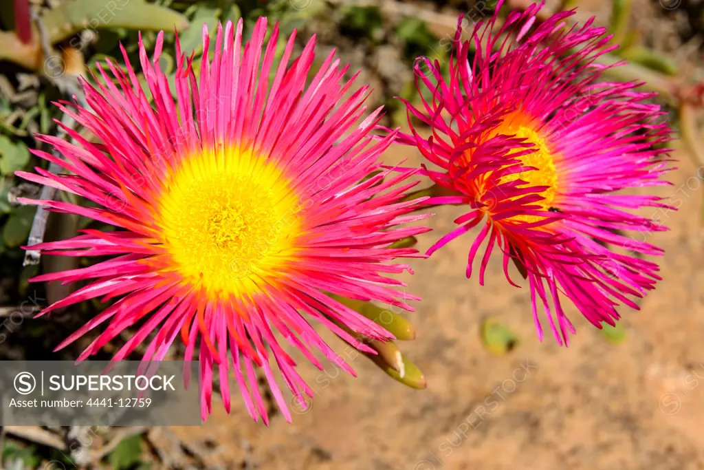 Olifantsvygie (Cephalophyllum spongiosum) near Garies. Namaqualand. Northern Cape. South Africa.