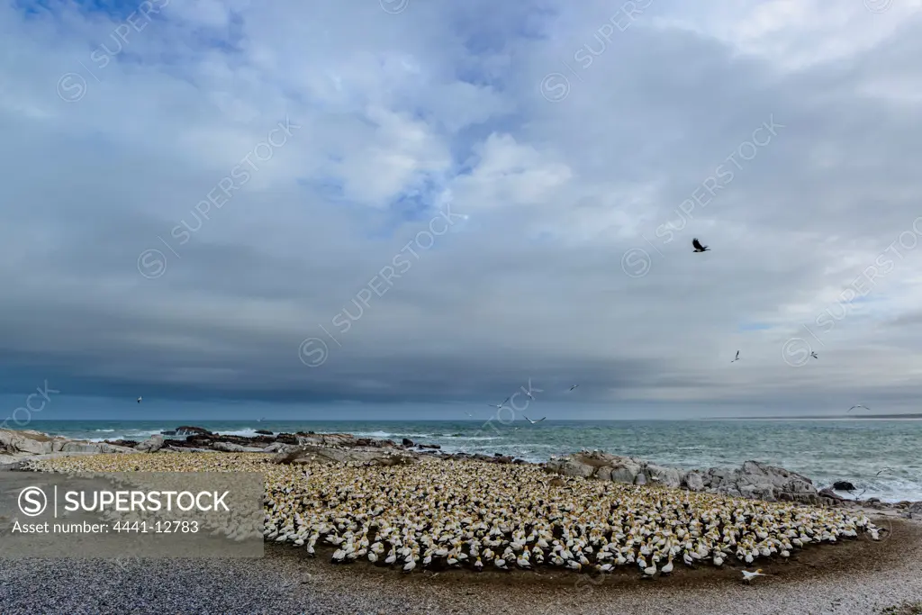 Cape Gannet (Morus capensis) colony. Bird Island. Lamberts Bay. Namaqualand. Western Cape. South Africa