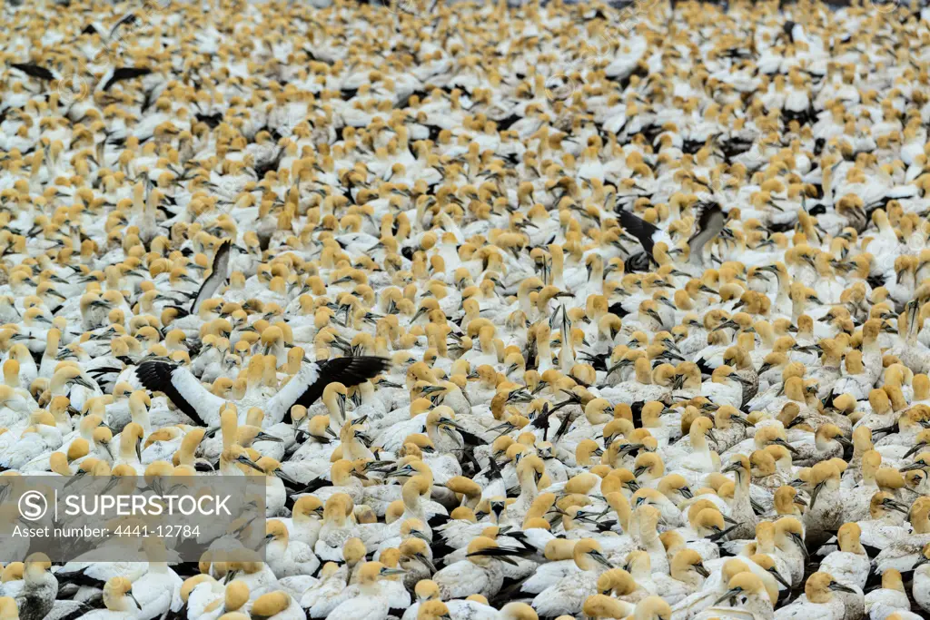 Cape Gannet (Morus capensis) colony. Bird Island. Lamberts Bay. Namaqualand. Western Cape. South Africa