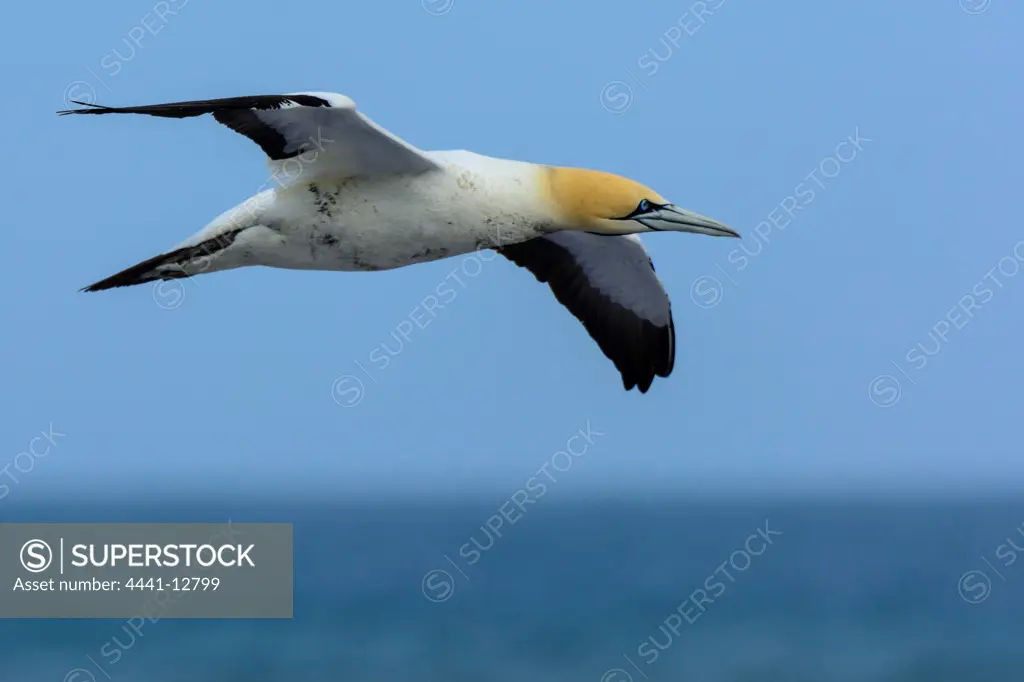 Cape Gannet (Morus capensis) in flight. Bird Island. Lamberts Bay. Namaqualand. Western Cape. South Africa