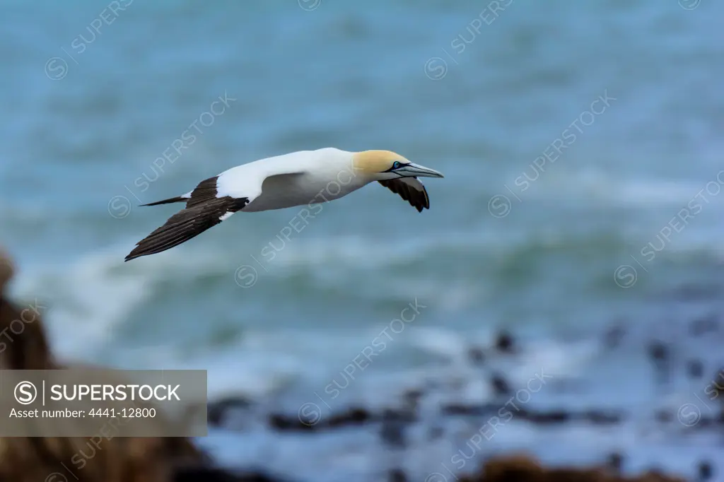 Cape Gannet (Morus capensis) in flight. Bird Island. Lamberts Bay. Namaqualand. Western Cape. South Africa