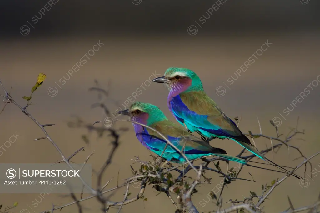 Lilacbreasted Roller. MalaMala Game Reserve. Mpumalanga. South Africa