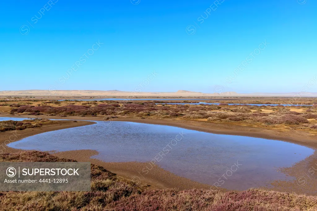 Orange River wetlands and  Greater Flamingo (Phoenicopterus roseus). Alexander Bay. Namaqualand. Northern Cape. South Africa.