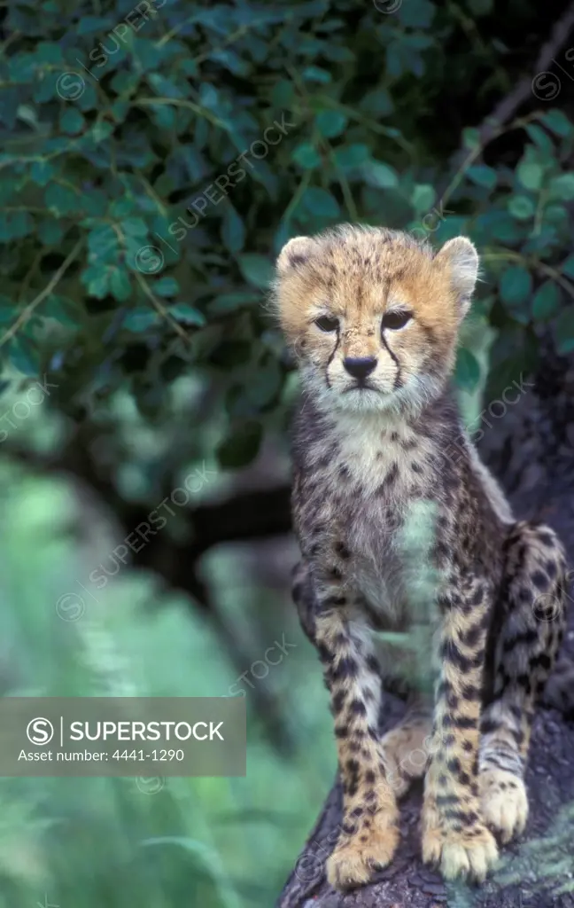 Cheetah (Acinonyx jubatus). Cub. MalaMala Game Reserve. Mpumalanga. South Africa.
