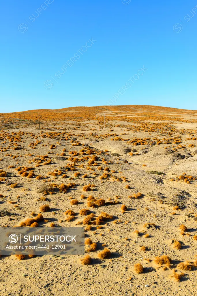 Lichen filled hill near Alexander Bay. Namaqualand. Northern Cape. South Africa.