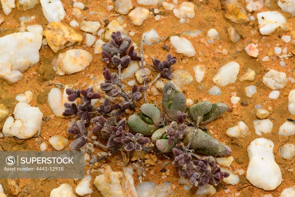 FyntÍnouroebos (Drosanthemum hispidum) (purple plant) and  Skaapvygie Cephalophyllum spissum (green plant). Knersvlakte. Namaqualand. Western Cape. South Africa