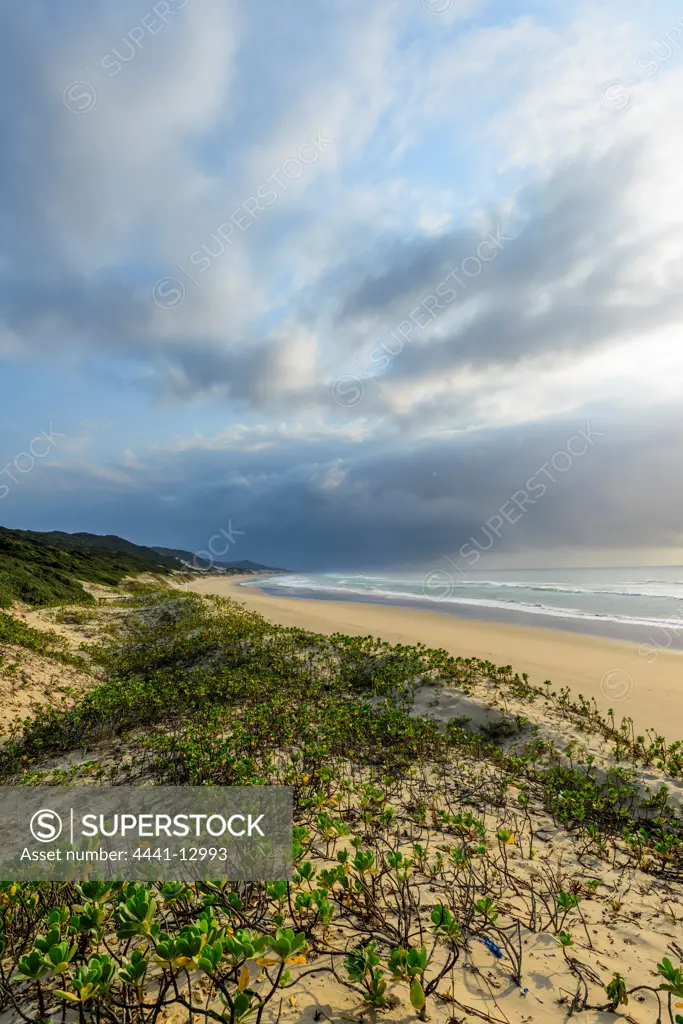 Costal view showing Inkberry, Beachberry, Gullfeed, Half Flower or Waxy Bush (Scaevola plumieri). Thonga Beach Lodge. Mabibi. Maputaland.  KwaZulu Natal. South Africa