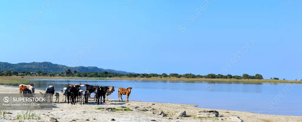 Nguni Cattle at Lake Sibhayi or Lake Sibaya,  wrongly known as Sibaya or Sibayi. Thonga Beach Lodge. Mabibi. Maputaland.  KwaZulu Natal. South Africa