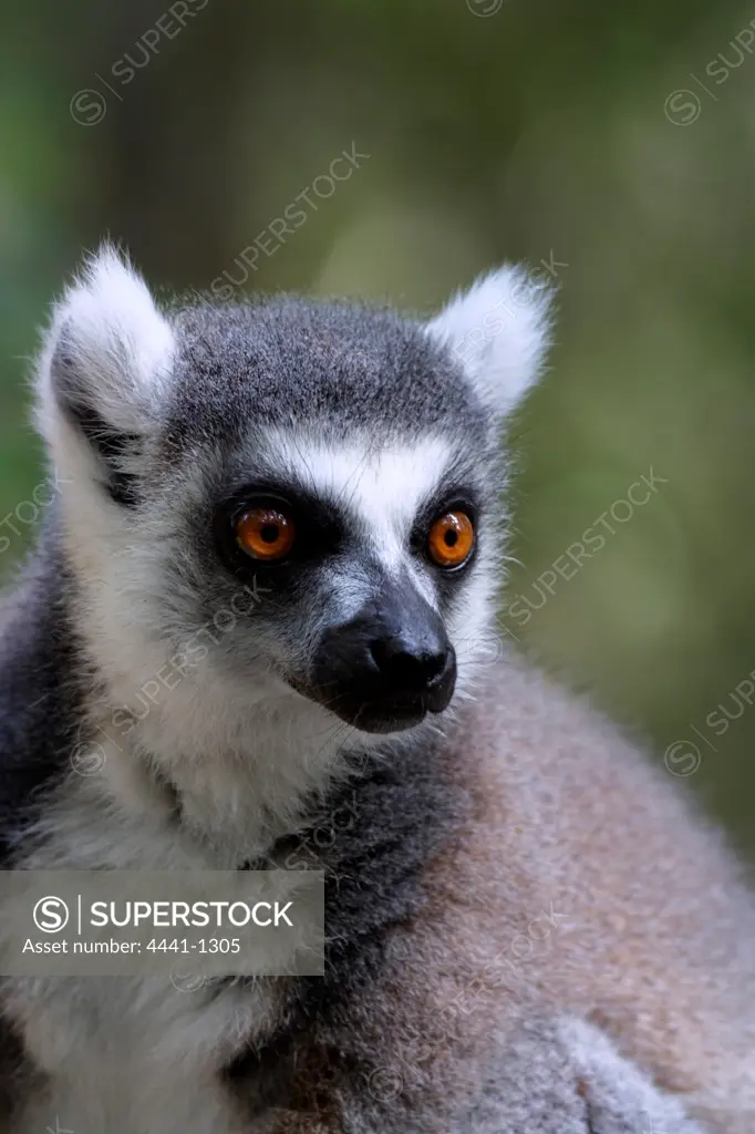 Ringtailed Lemur. Monkeyland. Plettenburg Bay. Western Cape. South Africa