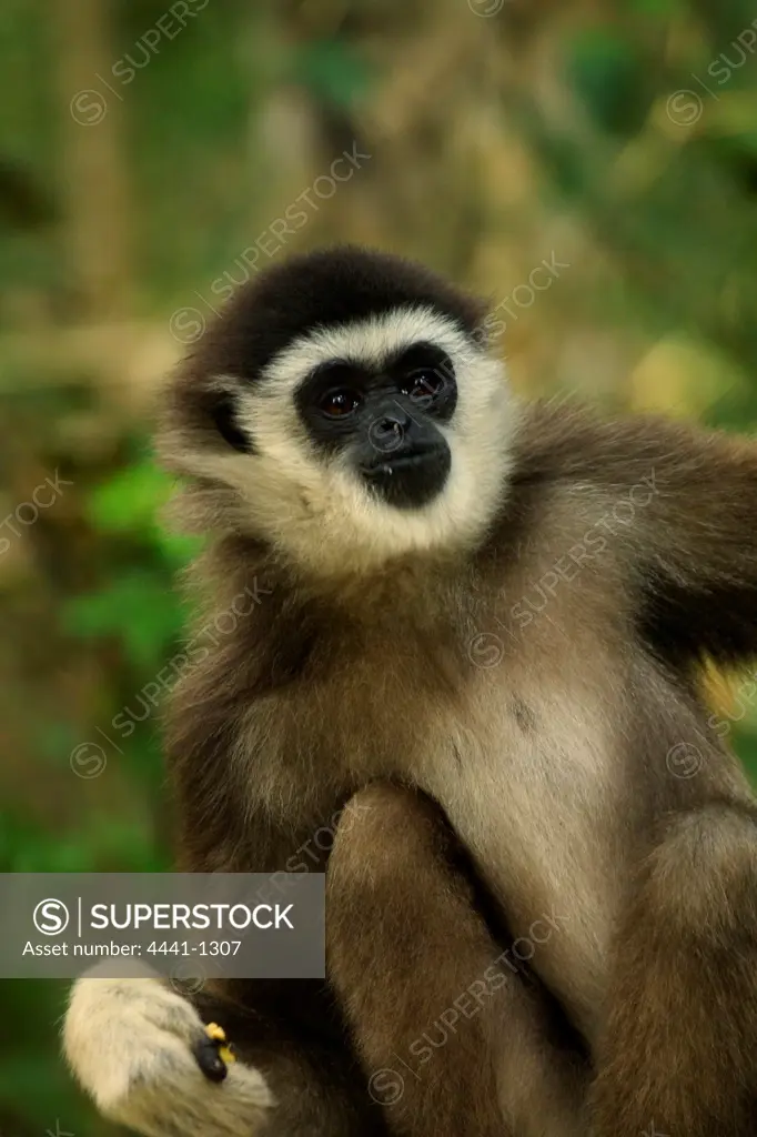 White-handed Gibbon. Monkeyland. Plettenburg Bay. Western Cape. South Africa