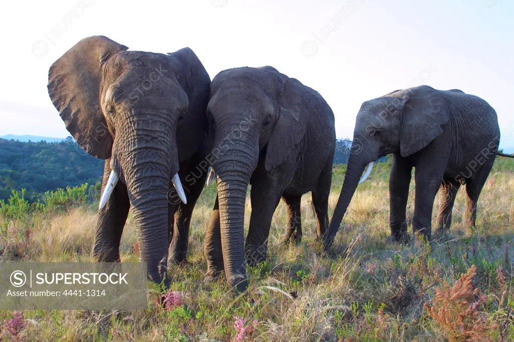 Elephants at Knysna Elephant Park.. Knyana. Western Cape. South Africa