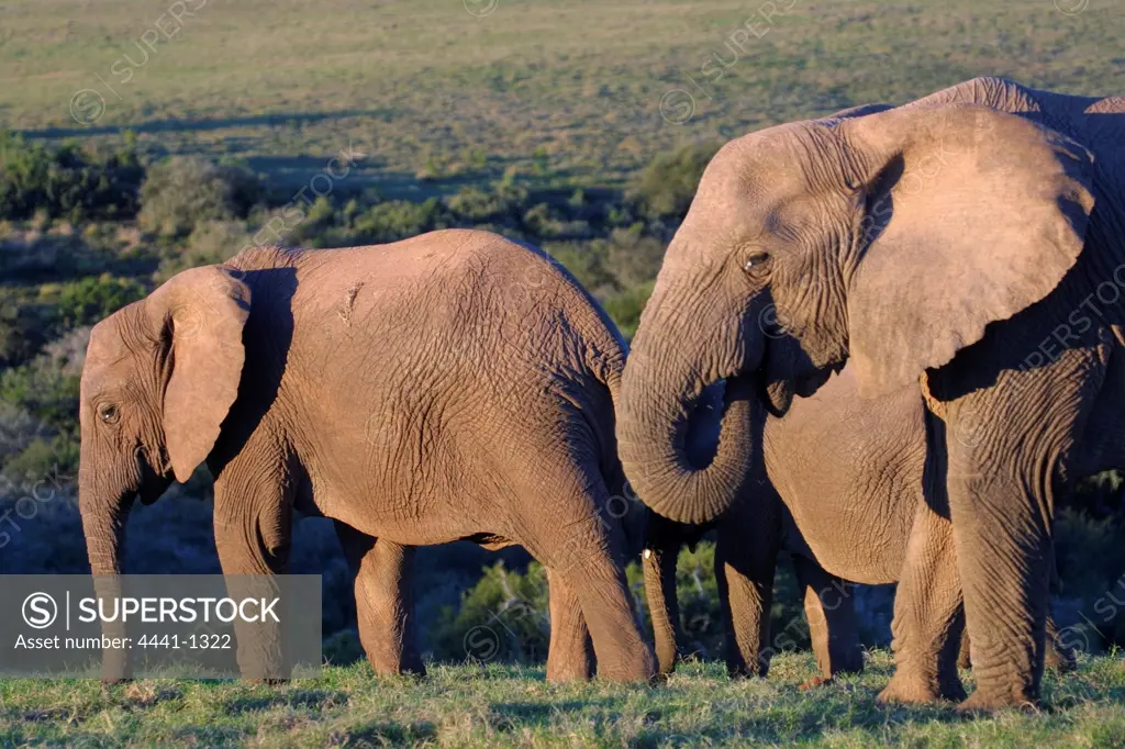 Elephants. Addo Elephant Park. Eastern Cape. South Africa
