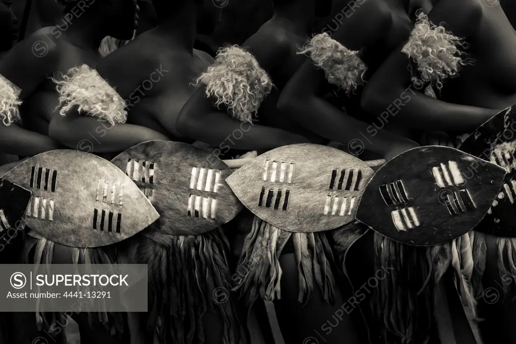 Zulu dancers with ceremonial shields. KwaZulu Natal. South Africa