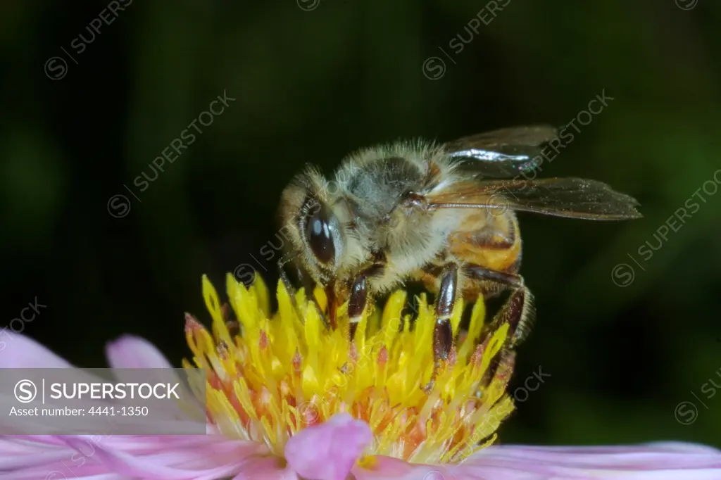 Bee on flower. Howick. KwaZulu-Natal. South Africa