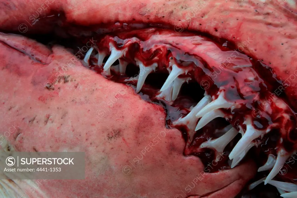 Detail of Ragged Tooth Shark's mouth proir to disection. KwaZulu-Natal Sharks Board. Durban. KwaZulu-Natal. South Africa