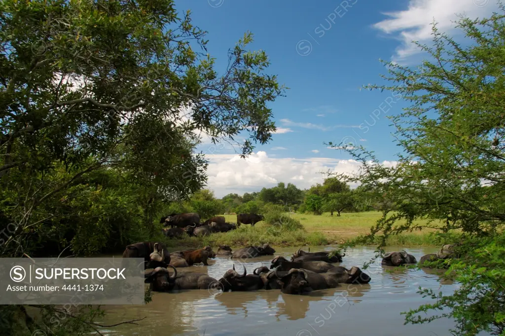Buffalo herd wallowing. MalaMala Game Reserve. Mpumalanga. South Africa