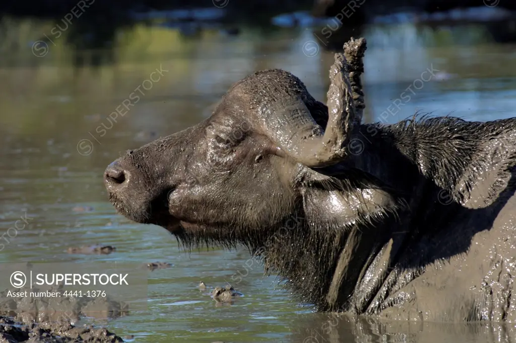 Buffalo wallowing. MalaMala Game Reserve. Mpumalanga. South Africa