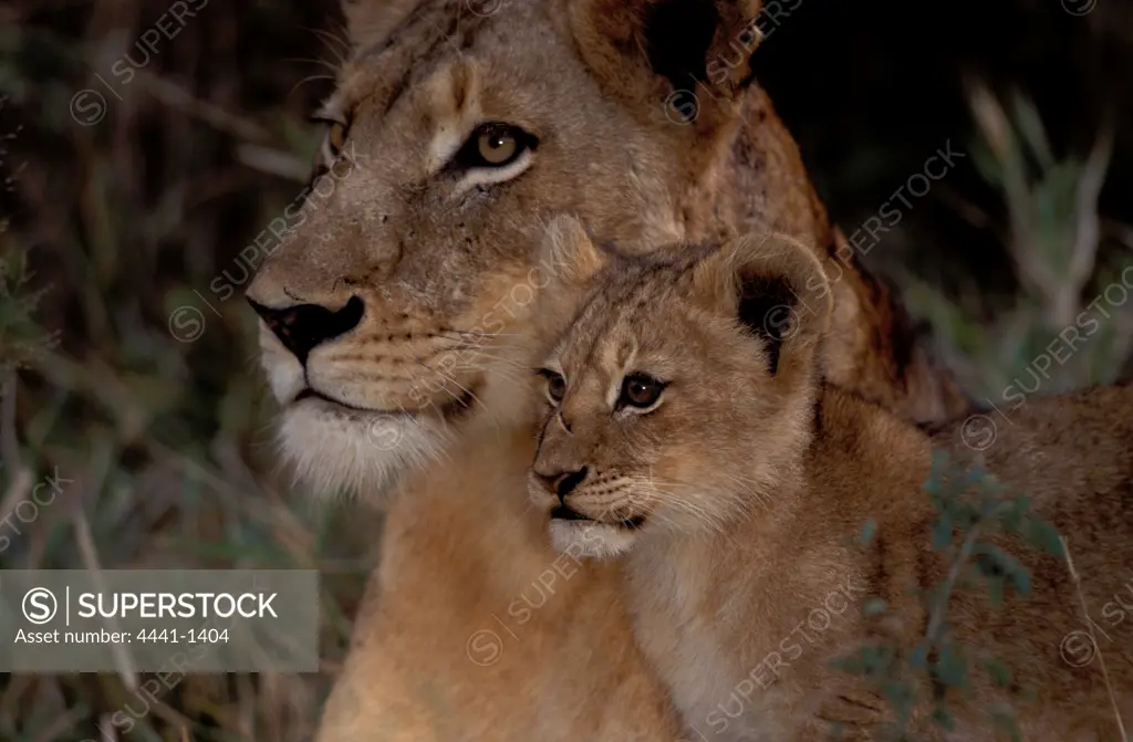 Lioness and cub. MalaMala Game Reserve. Mpumalanga. South Africa