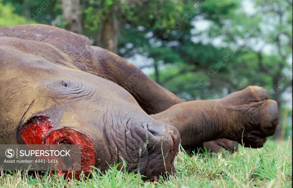 Dead White Rhino with its horns removed. Hluhluwe Umfolozi Park. KwaZulu-Natal. South Africa