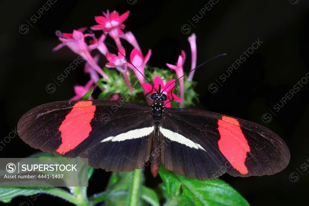 Butterfly (Heliconius erato). Pietermaritzburg. KwaZulu-Natal. South Africa